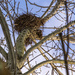 Crow's Nest by nickspicsnz