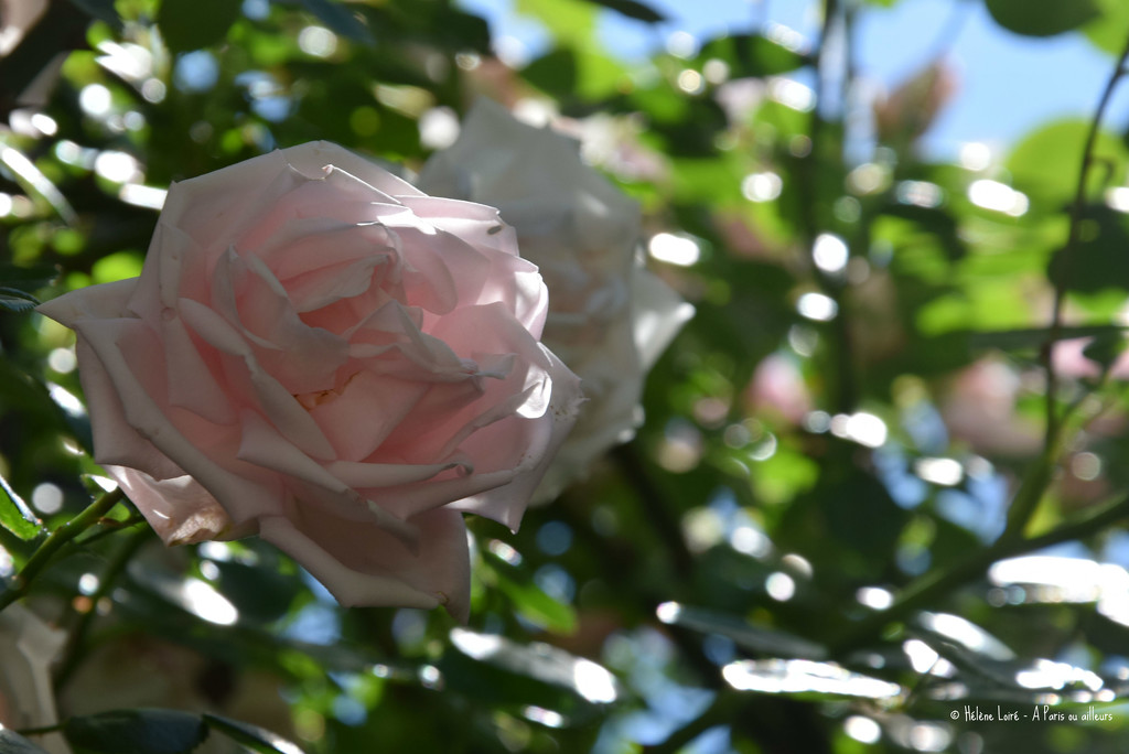 roses by parisouailleurs