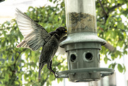 1st Jun 2020 - Fledgling fighting for a spot on the feeder