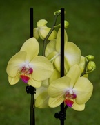 2nd Jun 2020 - Birthday Orchids P6020912