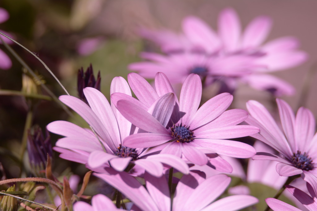 African daisies showing beautifully......... by ziggy77