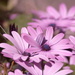 African daisies showing beautifully......... by ziggy77