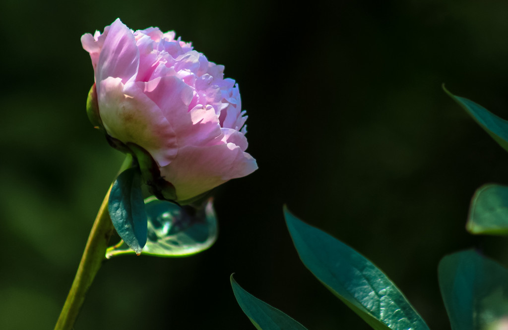 Peony opening up  by mittens