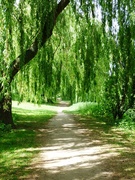 2nd Jun 2020 - Path beside the River Ouse