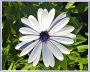 3rd Jun 2020 - Just One White African Daisy ~