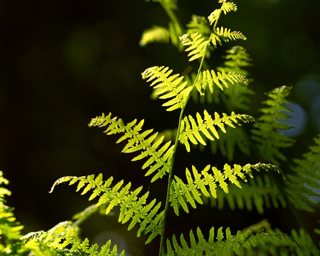 Back Light  by moonbi