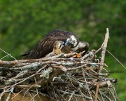 2nd Jun 2020 - LHG-6635- Osprey Feeding her young