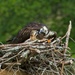 LHG-6635- Osprey Feeding her young by rontu