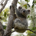 a la naturale by koalagardens