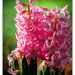Pink Hyacinths... by julzmaioro