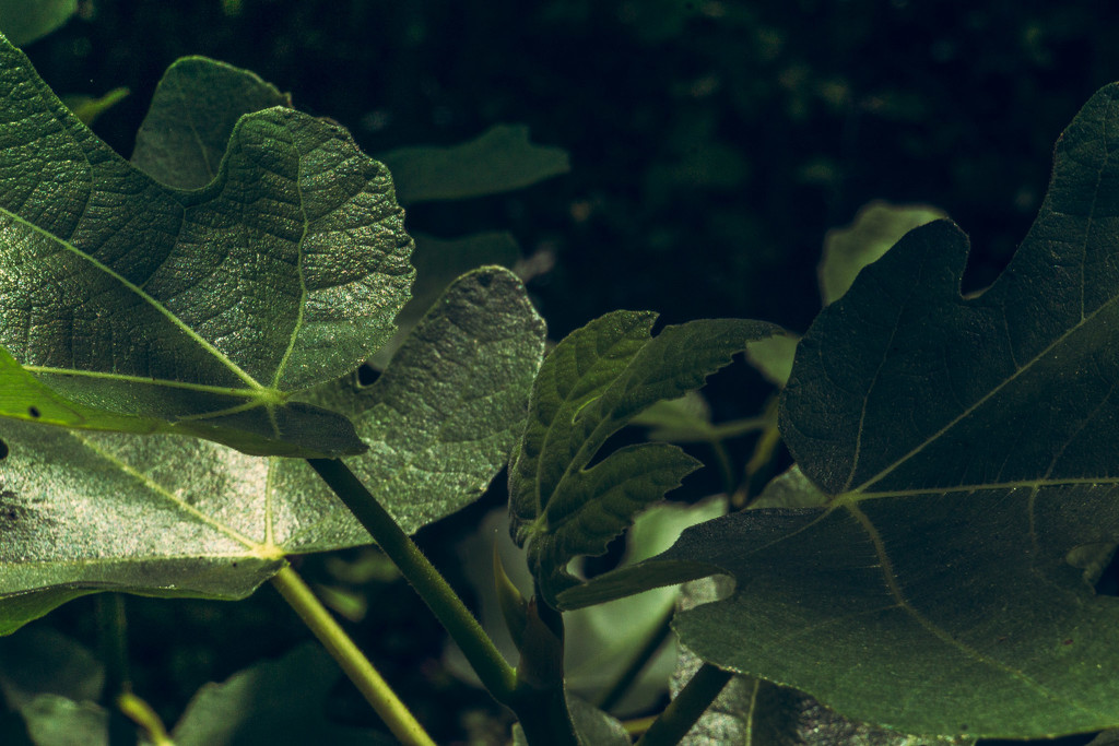 Fig leaves by randystreat