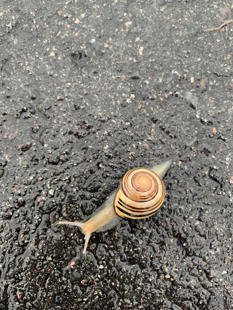 Snail by radiogirl