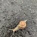 Snail by radiogirl