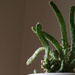 Succulent by larrysphotos