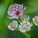 Tiny Flowers  by carole_sandford