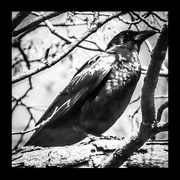 2nd Jun 2020 - Clever Crow 
