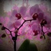 ORCHIDS WITH AN AZALEA BACKGROUND by lizzybean