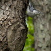 White-Breasted Nuthatch by sailingmusic