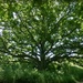 The Massive Old Oak Tree by judithdeacon