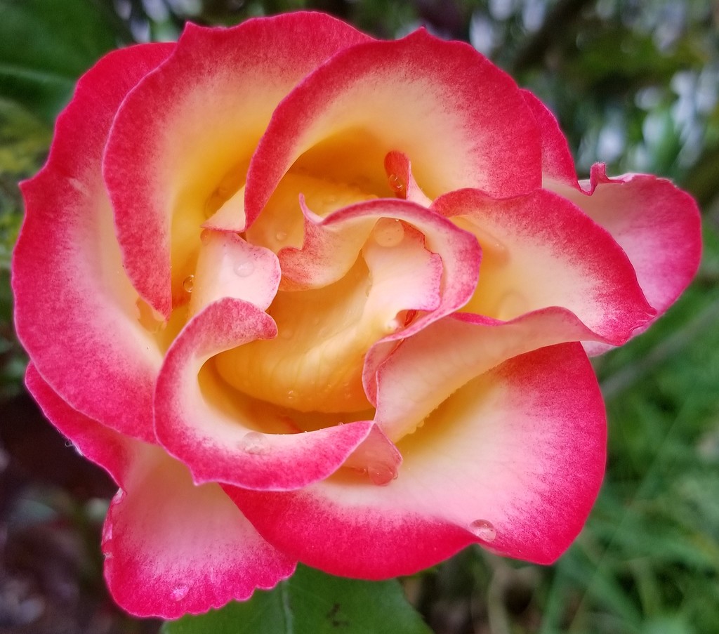 Rainy Rose by kimmer50