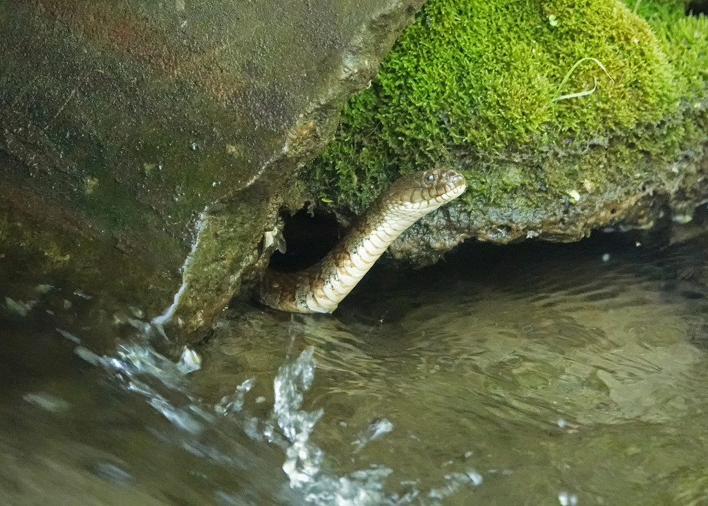 Northern Water Snake by annepann