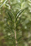 2nd Jun 2020 - Deep in the Rosemary Forest
