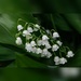 Lily of the valley by dawnbjohnson2