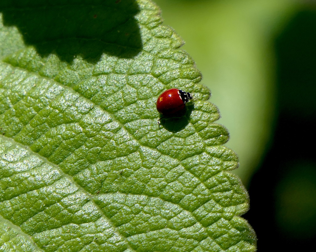 Ladybug by redy4et