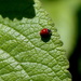 Ladybug by redy4et