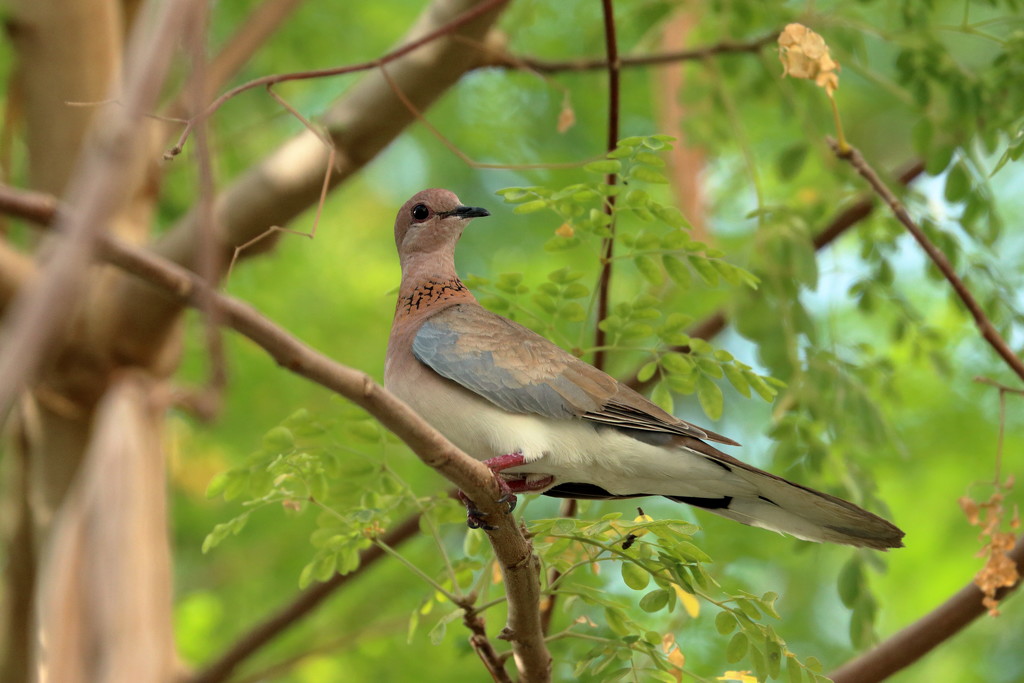 Laughing Dove by ingrid01