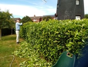 3rd Jun 2020 - Our Laurel Hedge, Tedious but Necessary 