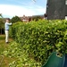 Our Laurel Hedge, Tedious but Necessary  by foxes37