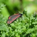 Cinnabar Moth by roachling