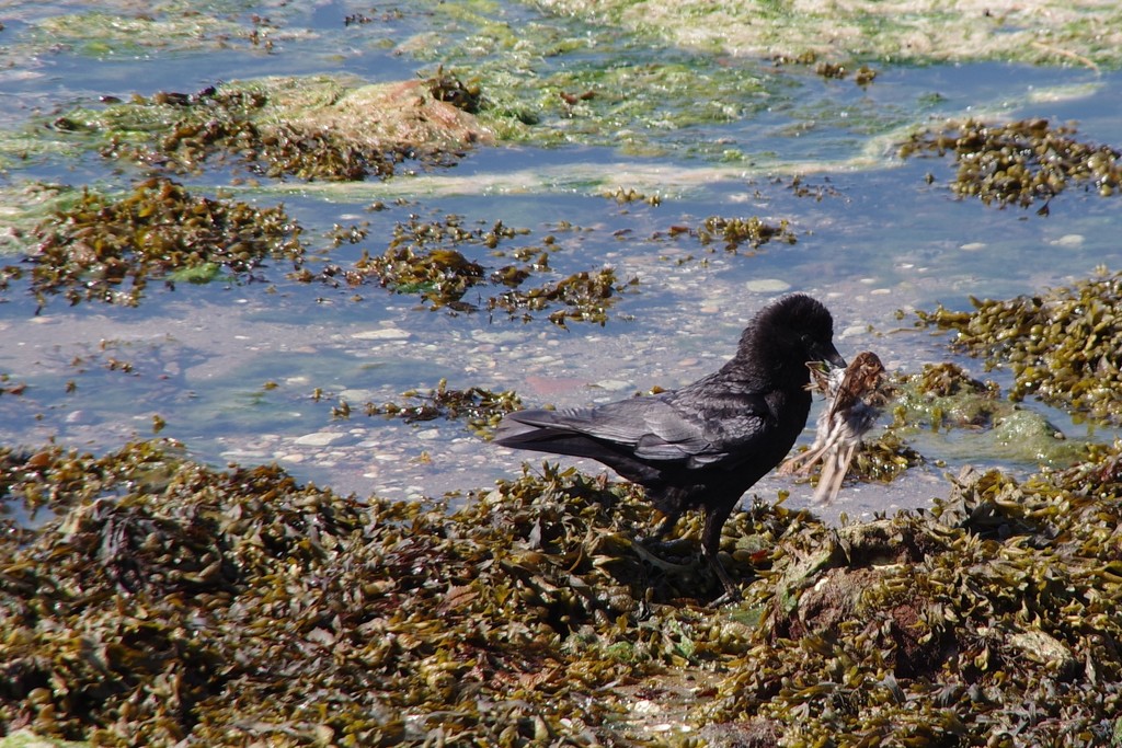 Caw-Crikey! Carrion Crow Carrying Carrion  by 30pics4jackiesdiamond