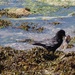 Caw-Crikey! Carrion Crow Carrying Carrion  by 30pics4jackiesdiamond