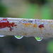 Rain Droplets by lilh