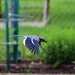 Blue Jay In Flight by randy23