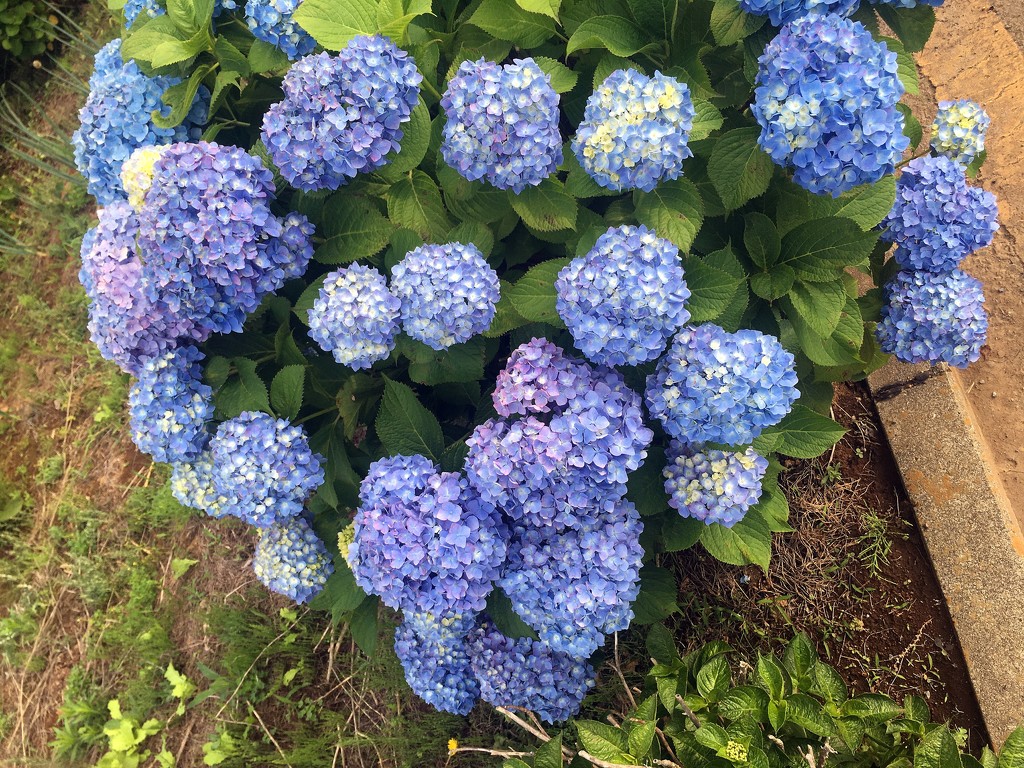 2020-06-03 Hydrangeas are out by cityhillsandsea