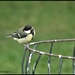 RK3_7805 Young great tit by rosiekind