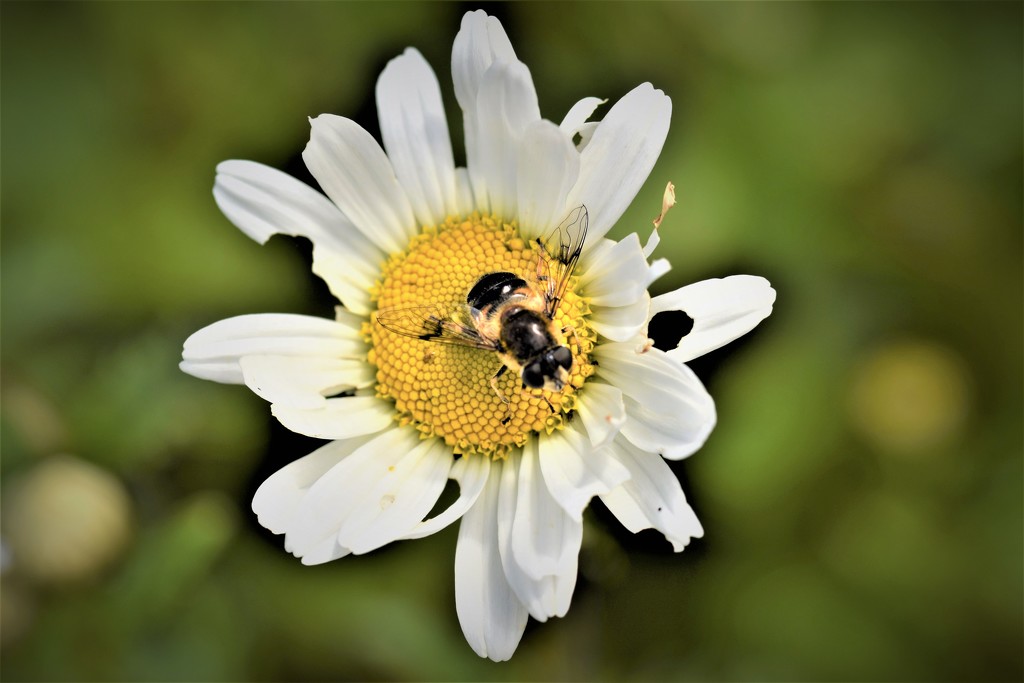 daisy and bee by christophercox