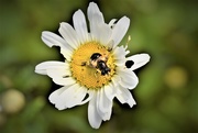 3rd Jun 2020 - daisy and bee