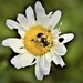 daisy and bee by christophercox