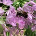 Bee  by 365projectmaxine