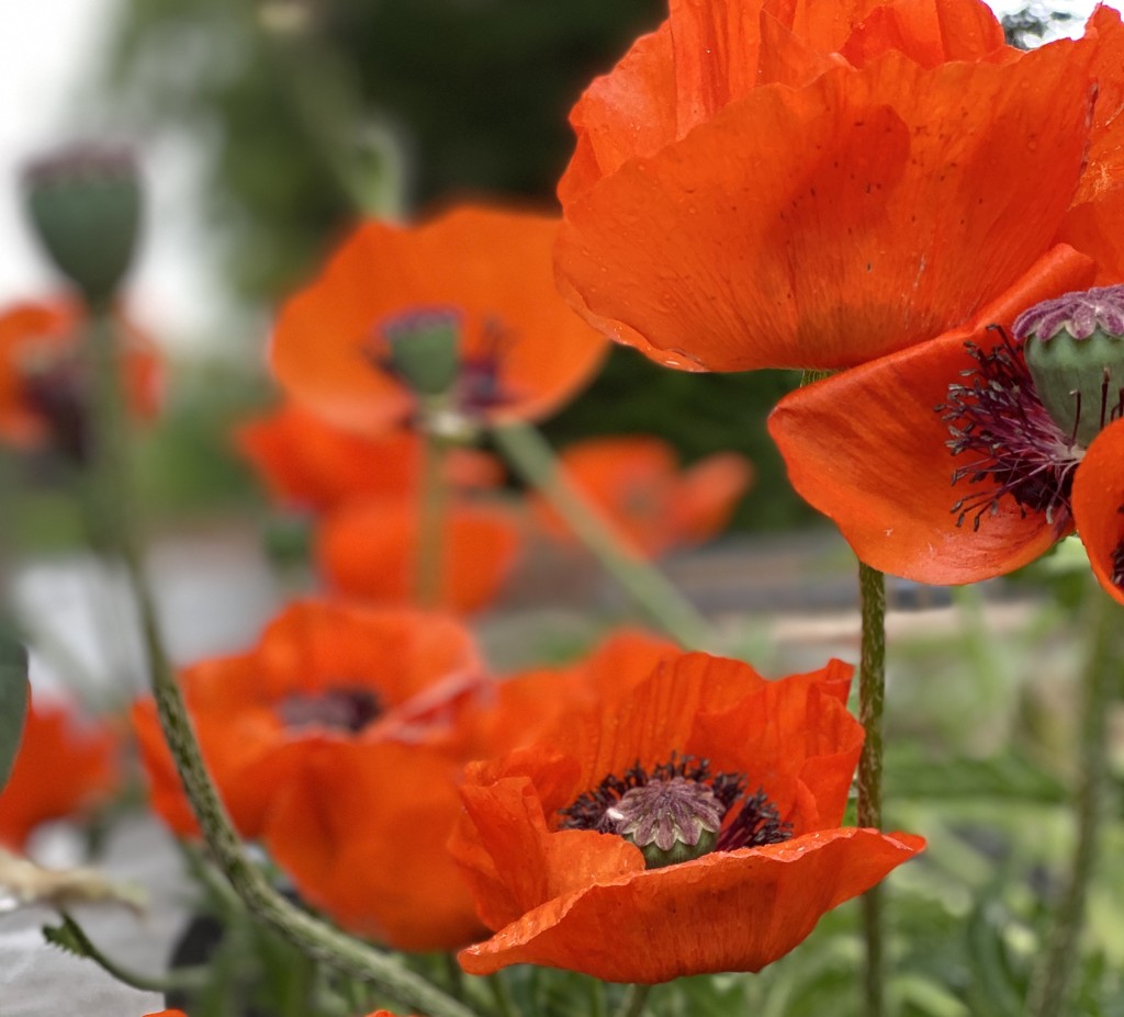 Poppies by tinley23