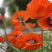 Poppies by tinley23