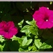 Pretty Pink Petunias ~   by happysnaps