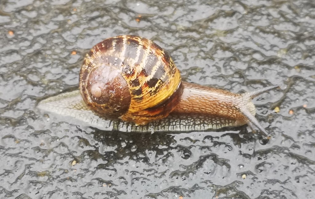 Snail  by plainjaneandnononsense