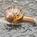 Snail  by plainjaneandnononsense