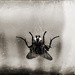 Fly on a windshield by ajisaac