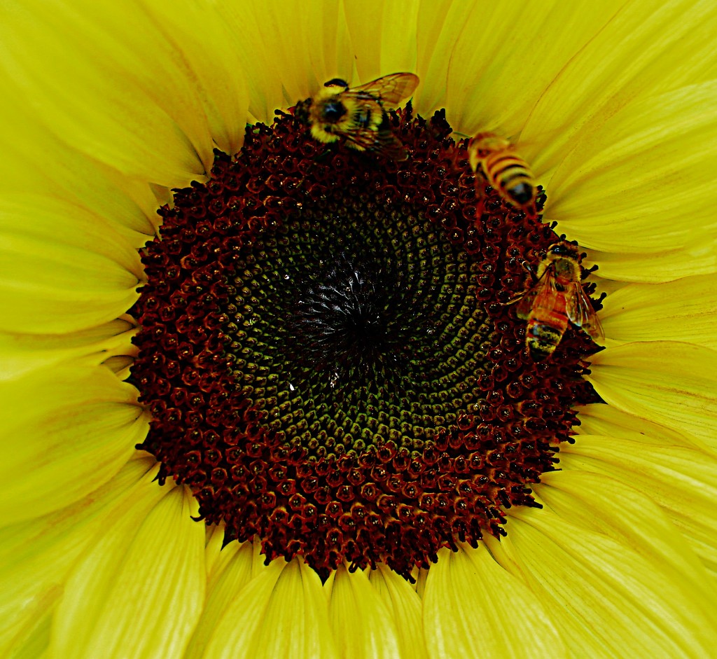 Three Bees by olivetreeann